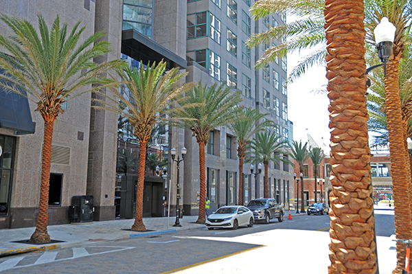 Palm Trees on Church St. 